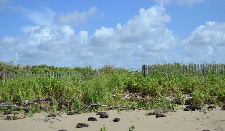 Sea Rim State Park a perfect day