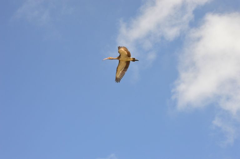 Sea Rim State Park birding
