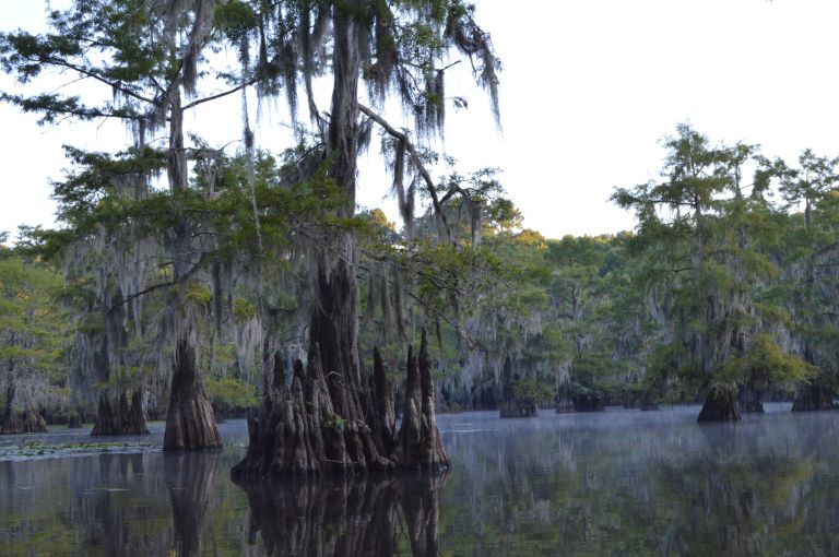 caddo lake fog