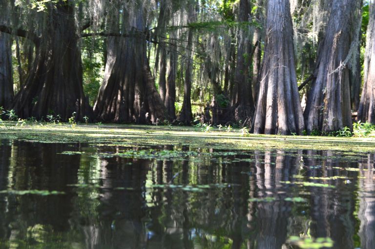 Caddo Lake reflection