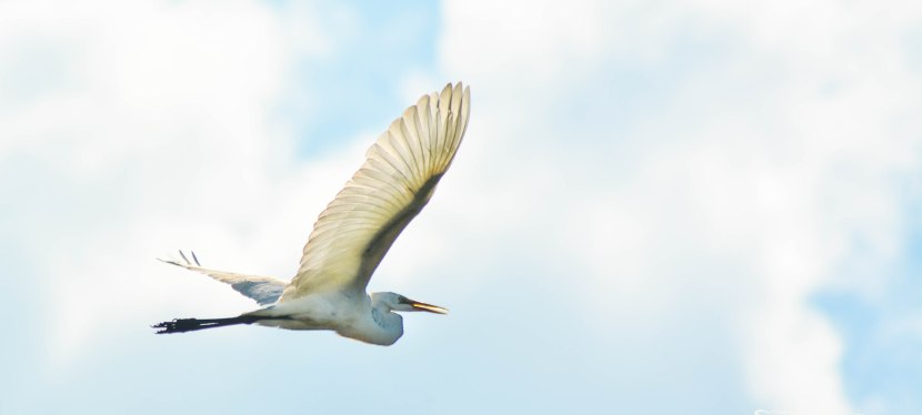 Run for it: Anahuac Wildlife&nbsp;Refuge
